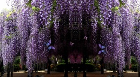 邂逅浪漫的紫藤萝瀑布flash动画